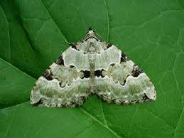 Attēlu rezultāti vaicājumam “Colostygia pectinataria male”