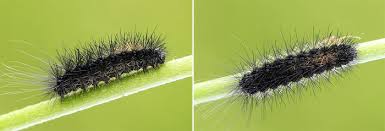 Attēlu rezultāti vaicājumam “Parasemia plantaginis”