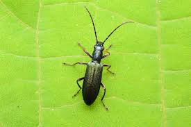 Attēlu rezultāti vaicājumam “Chrysanthia geniculata”