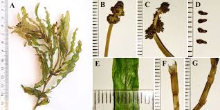 Attēlu rezultāti vaicājumam “Potamogeton rutilus”