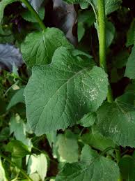 Attēlu rezultāti vaicājumam “Campanula latifolia leaf”