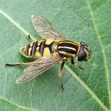 Attēlu rezultāti vaicājumam “Helophilus pendulus”