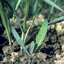 Attēlu rezultāti vaicājumam “Sonchus arvensis subsp. uliginosus bud”
