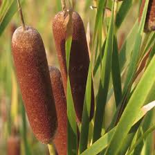 Attēlu rezultāti vaicājumam “Typha latifolia”
