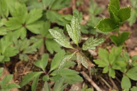 Attēlu rezultāti vaicājumam “Ochropsora ariae”