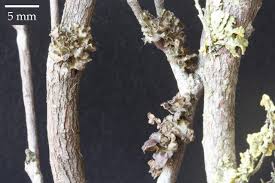 Attēlu rezultāti vaicājumam “Cetraria sepincola”