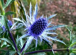 Attēlu rezultāti vaicājumam “Eryngium planum fruit”