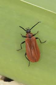 Attēlu rezultāti vaicājumam “Schizotus pectinicornis”