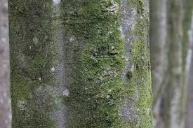 Attēlu rezultāti vaicājumam “Metzgeria violacea”