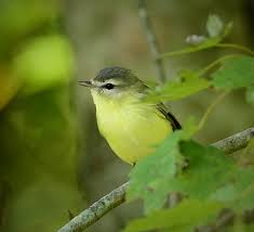 Image result for Vireo philadelphicus