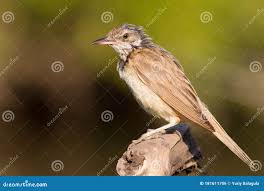 Attēlu rezultāti vaicājumam “Acrocephalus arundinaceus adult”