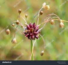 Attēlu rezultāti vaicājumam “Allium oleraceum bud”