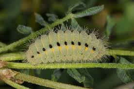 Attēlu rezultāti vaicājumam “Zygaena viciae”