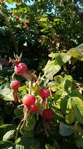 Attēlu rezultāti vaicājumam “Rosa villosa”