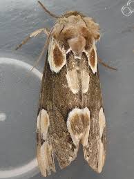 Attēlu rezultāti vaicājumam “Thyatira batis larva”