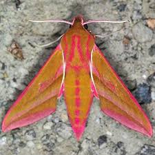 Attēlu rezultāti vaicājumam “Deilephila elpenor imago”