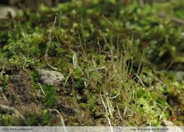 Attēlu rezultāti vaicājumam “Isopaches bicrenatus”