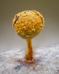 Attēlu rezultāti vaicājumam “Physarum sulphureum”