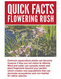 Attēlu rezultāti vaicājumam “Butomus umbellatus flower”