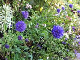 Attēlu rezultāti vaicājumam “Succisa pratensis flower”