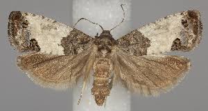 Attēlu rezultāti vaicājumam “Spilonota ocellana”