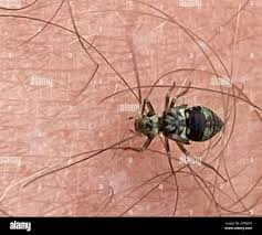 Attēlu rezultāti vaicājumam “Metylophorus nebulosus”