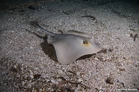 Image result for Dasyatis pastinaca