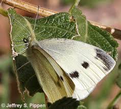 Attēlu rezultāti vaicājumam “Pieris rapae female”