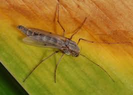 Attēlu rezultāti vaicājumam “Chironomidae imago”