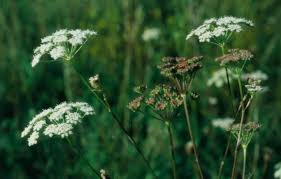 Attēlu rezultāti vaicājumam “Libanotis montana leaf”