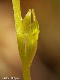 Attēlu rezultāti vaicājumam “Hammarbya paludosa leaf”