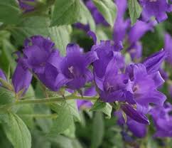 Attēlu rezultāti vaicājumam “Campanula latifolia”