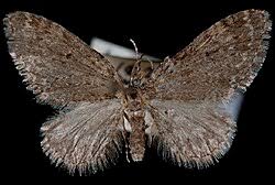 Attēlu rezultāti vaicājumam “Eupithecia icterata female”