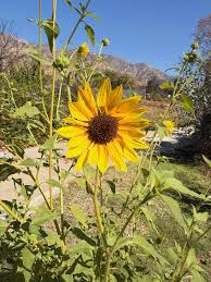 Attēlu rezultāti vaicājumam “Helianthus annuus”