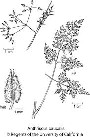 Attēlu rezultāti vaicājumam “Anthriscus”