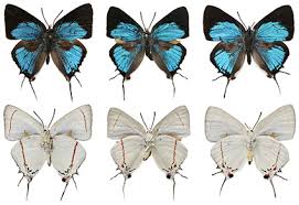 Attēlu rezultāti vaicājumam “Theclinae”