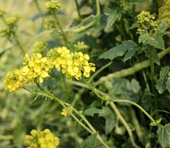 Attēlu rezultāti vaicājumam “Sinapis alba leaf”
