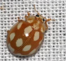 Attēlu rezultāti vaicājumam “Calvia decemguttata imago”