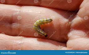 Attēlu rezultāti vaicājumam “Nematus ribesii larva”