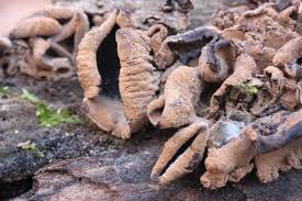 Attēlu rezultāti vaicājumam “Ionomidotis irregularis”