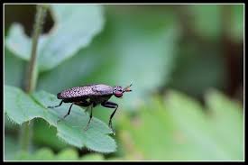 Attēlu rezultāti vaicājumam “Coremacera marginata”