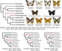 Attēlu rezultāti vaicājumam “Nymphalidae”