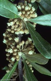 Attēlu rezultāti vaicājumam “Lycogala botrydium sessile”