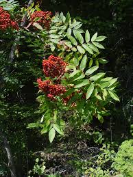 Attēlu rezultāti vaicājumam “Sorbus”