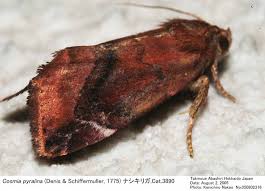 Attēlu rezultāti vaicājumam “Cosmia pyralina”