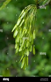 Attēlu rezultāti vaicājumam “Fraxinus excelsior fruit”