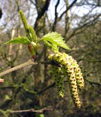 Attēlu rezultāti vaicājumam “Betula pubescens”