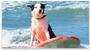 Image result for Raven Surf School