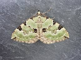 Attēlu rezultāti vaicājumam “Colostygia pectinataria”