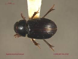 Attēlu rezultāti vaicājumam “Scarabaeidae”